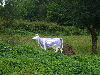 Pieniny0908_009.jpg