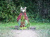 Pieniny0908_075.jpg