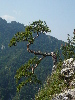 Pieniny0908_089.jpg